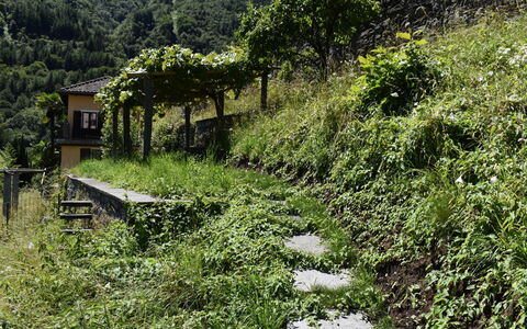 Intragna 55: Plante, Communauté Des Plantes, Écorégion, Paysage Naturel, L'Eau, Arbre, Cours D'Eau, Herbe, Arbuste