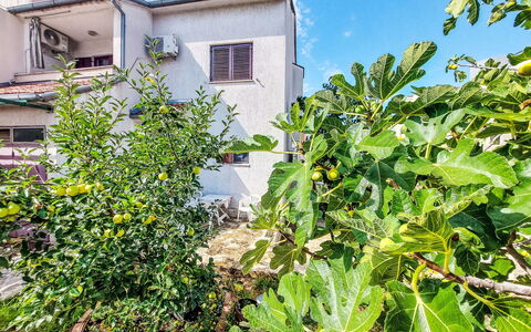 Ante: Fruit, Jardin, Produire, Plantation