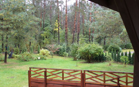 Wałpusz: Plante, Feuille, La Nature, Botanique, Arbre, Paysage Naturel, Bois, Lot Terre, Ombre, Végétation