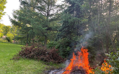 Kierlikówka: Plante, Communauté Des Plantes, Paysage Naturel, Branche, Ciel, Arbre, Herbe, À Feuilles Persistantes