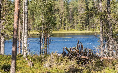 Kitkanvee 2: Environnement Naturel, Arbre, La Nature, Paysage Naturel, Région Sauvage, Forêt, Banque, Nord Forest Dur, Lac