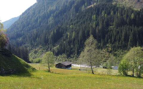 Wanglblick: Plante, Montagne, Écorégion, Paysage Naturel, Environnement Naturel, Arbre, Pente, Montagnes, Mélèze, Lot Terre