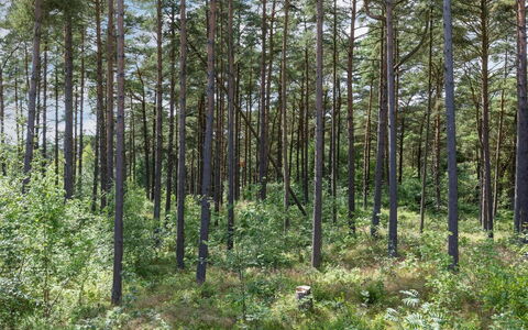 Anarosa - 200M from the Sea: Feuille, Arbre, Environnement Naturel, Bois, Forêt, Bosquet, Nord Forest Dur, Communauté Des Plantes, Des Bois