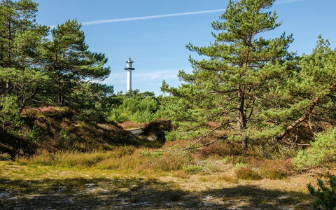 Elza - 800M from the Sea: Ciel, Communauté Des Plantes, Formations Arbustives, Forêt, Chaparral, Jungle, Conifères Tropicale Et Subtropicale Forêts, À Feuilles Persistantes, Famille Pine