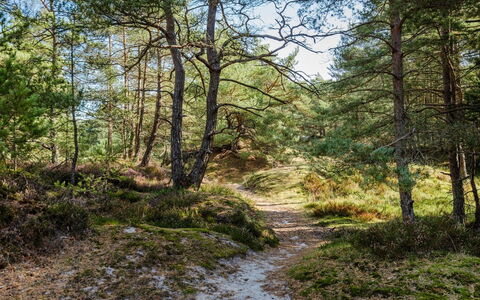 Elza - 800M from the Sea: Feuille, Arbre, Environnement Naturel, La Nature, Branche, Végétation, Bois, Paysage Naturel, Forêt