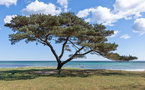 Botolphus - 20M from the Sea: Bois, Maison, Chalet, Domicile, Toit, Zone Rurale, Siding, Cabane En Rondins, Batiments Jardin, Dur