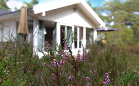 Minka - 1.5Km from the Sea: Fleur, Arbuste, Chalet, Domicile, Jardin, Couverture De Sol, Printemps, Wildflower, Aménagement Paysager, Cour