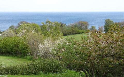 Iikka - 300M from the Sea: Bois, Maison, Chalet, Domicile, Toit, Zone Rurale, Siding, Cabane En Rondins, Batiments Jardin, Dur