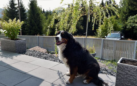 Anna: Plante, Race De Chien, Surface De La Route, Carnivore, Arbre, Ciel, Groupe Sportif