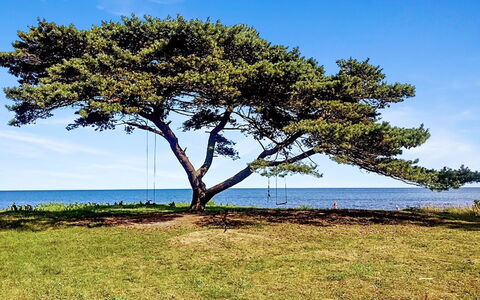 Anemette - 100M from the Sea: Bleu, Branche, Horizon, Écorégion, Côte, Cotiers Et Relief Océaniques, Tronc, Mer, Rive, Océan