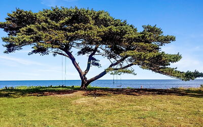 Anemette - 100M from the Sea