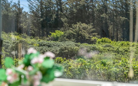 Nayeli - 275M from the Sea: Végétation, Arbuste, Communauté Des Plantes, Couverture De Sol, Jardin, Printemps, Aménagement Paysager, À Feuilles Persistantes, Jardin Botanique