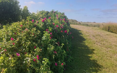 Chrisse - 550M from the Sea: Fleur, Arbuste, Rose, Pétale, Plante À Fleurs, Famille Rose, Jardin, Plante Herbacée, Plantation