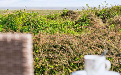 Sedine - 3.9Km from the Sea: Communauté Des Plantes, Lumière Du Soleil, Plante Herbacée, Jardin, Plantation, Agriculture, Ferme