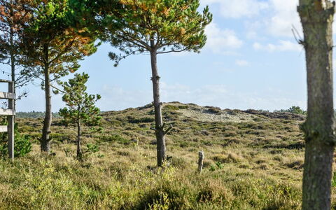 Trana - 2Km from the Sea: Ciel, Végétation, Paysage Naturel, Prairie, Écorégion, Communauté Des Plantes, Lot Terre, Tronc, Suppression Des Plantes Ligneuses