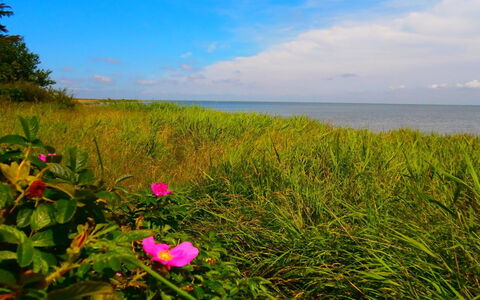 Vivan - 3.8Km from the Sea: Vert, Fleur, Été, Mer, Horizon, Cotiers Et Relief Océaniques, Côte, Océan, Écorégion