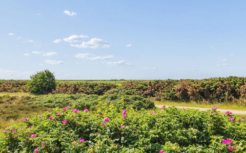 Femja - 2.3Km from the Sea: Ciel, Fleur, Nuage, Arbuste, Rose, Couverture De Sol, Prairie, Plante À Fleurs, Wildflower, Cumulus