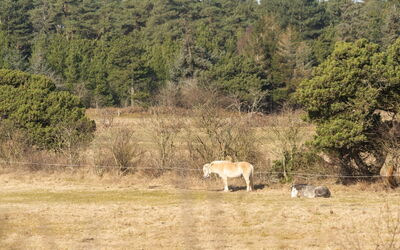 Tine - 2.3Km from the Sea