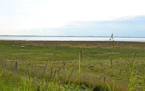 Gertruda - 2.3Km from the Sea: Biens, Ferme