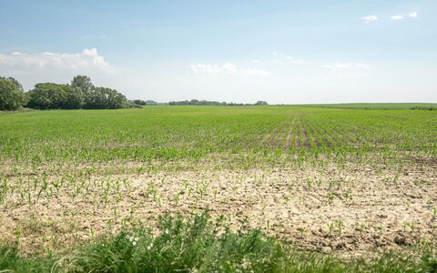 Ilja - 400M from the Sea: Jour, Vert, Environnement Naturel, Prairie, Champ, Plaine, Agriculture, Écorégion, Été, Lot Terre