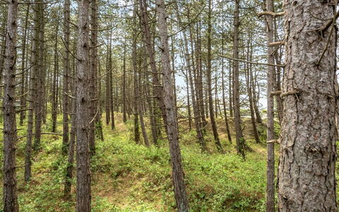 Solvey - 2Km from the Sea: Feuille, Environnement Naturel, Bois, Branche, Forêt, Végétation, Région Sauvage, Nord Forest Dur, Communauté Des Plantes