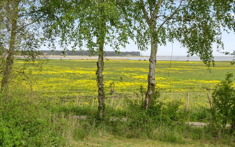 Asfrid - 3.5Km from the Sea: Vert, Herbe, Environnement Naturel, Jaune, Prairie, Végétation, Paysage Naturel, Plaine, Communauté Des Plantes, Lot Terre