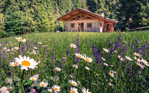 Baita Valon Alpine Hideaway: L'Eau, Plante, Ciel, Propriété, Piscine, Bleu, Arbre, Plan D'Eau, Ombre, Herbe