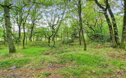 Ellica - 50Km from the Sea: Feuille, Arbre, Herbe, Environnement Naturel, Vert, Bois, Végétation, Branche, Paysage Naturel, Forêt