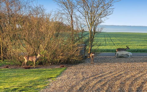 Imilie - 250M to the Fjord: Toit, Maison, Lot Terre, Domicile, Chalet, Biens, Batiments Jardin, Ombre, Cabane En Rondins, Aménagement Paysager