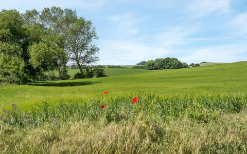 Bitha - 400M from the Sea: Toit, Maison, Lot Terre, Domicile, Chalet, Biens, Batiments Jardin, Ombre, Cabane En Rondins, Aménagement Paysager
