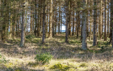Mea - from the Sea: Feuille, Environnement Naturel, Arbre, Herbe, Paysage Naturel, Forêt, Bosquet, Région Sauvage, Écorégion
