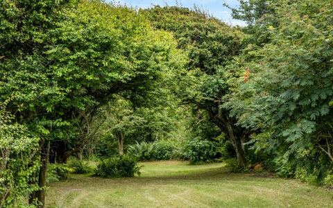Sorja - 420M from the Sea: Feuille, Vert, Environnement Naturel, La Nature, Branche, Végétation, Arbuste, Communauté Des Plantes, Jardin, Couverture De Sol