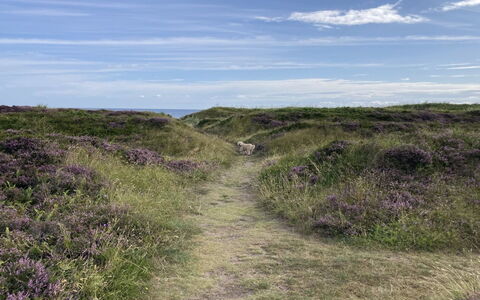 Malte - 75M from the Sea: Herbe, Arbuste, Maison, Jardin, Domicile, Chalet, Lot Terre, Pelouse, Couverture De Sol