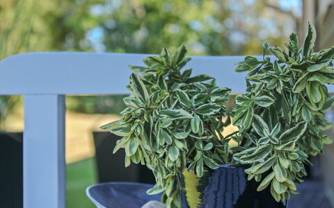 Swavi - from the Sea: Pot De Fleur, Plante D'Appartement, Conception, Herbe
