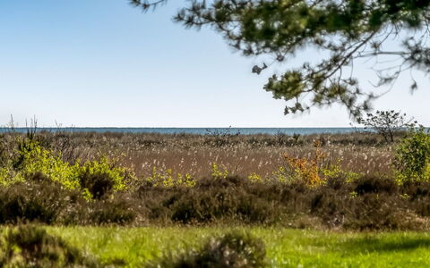 Annestine - 200M from the Sea: Communauté Des Plantes, Lumière Du Soleil, Plante Herbacée, Jardin, Plantation, Agriculture, Ferme