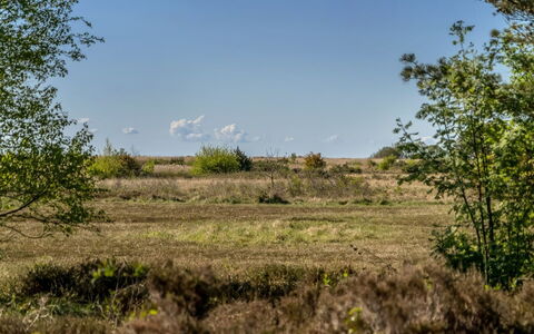 Annestine - 200M from the Sea: Communauté Des Plantes, Lumière Du Soleil, Plante Herbacée, Jardin, Plantation, Agriculture, Ferme