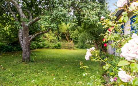 Agrippa - 30M to the Fjord: Vert, La Nature, Feuille, Jardin, Arbuste, Printemps, Pétale, Couverture De Sol, Pelouse, Lumière Du Soleil