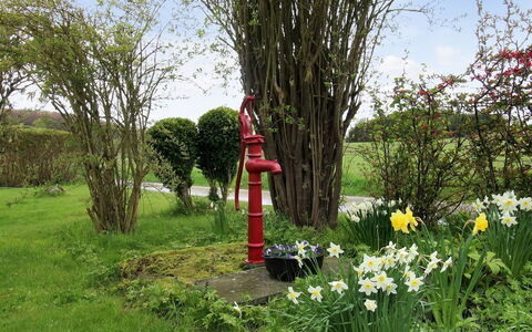 Harre - 300M from the Sea: Fleur, Arbuste, Jardin, Printemps, Pelouse, Aménagement Paysager, Plante Herbacée, Cour