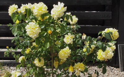 Hortensia - 350M from the Sea