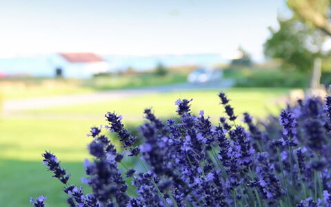 Rina - 30M to the Fjord: Bois, Toit, Maison, Chalet, Porte, Domicile, Siding, Lot Terre, Batiments Jardin, Cabanon