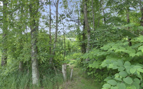 Gerasim - 400M from the Sea: Feuille, Environnement Naturel, Végétation, Forêt, Communauté Des Plantes, Jungle, Réserve Naturelle, Nord Forest Dur, Des Bois, Tronc