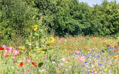 Richard - 4Km from the Sea: Herbe, Prairie, Paysage, Écorégion, Plaine, Communauté Des Plantes, Lot Terre, Mobilier De Jardin, Prairie, Formations Arbustives