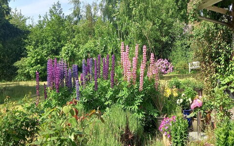 Hartvig - 800M from the Sea: Fleur, Arbuste, Jardin, Communauté Des Plantes, Rose, Couverture De Sol, Plante À Fleurs, Printemps