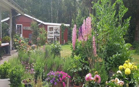 Hartvig - 800M from the Sea: Fleur, Jardin, Arbuste, Rose, Chalet, Couverture De Sol, Arrière-Cour, Plante À Fleurs, Cour