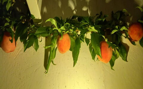 Hartvig - 800M from the Sea: Fruit, Produire, Orange, Aliments Naturels, Aliments