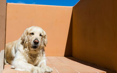 Logement:&nbsp;La Casina 650.3