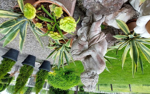 Velden am Wörthersee 37: Plante, Feuille, Branche, Terrestre Des Plantes, Arecales, Végétation, Arbre, Brindille, Tronc, Suppression Des Plantes Ligneuses