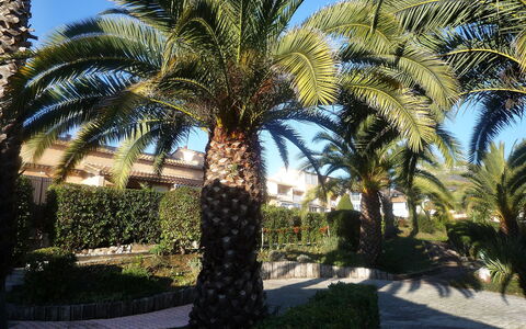 Le Jardin de Matisse: Arbre, Palmier Dattier, Palmier, Arecales, Elaeis, Attalea Speciosa, Plante, Propriété, Suppression Des Plantes Ligneuses, Terrestre Des Plantes
