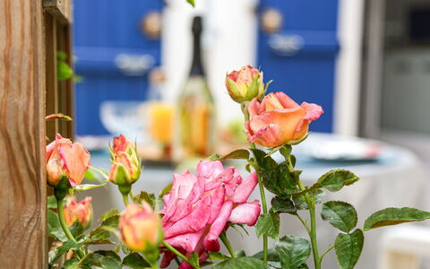 Jardin Secret: Fleur, Plante, Pétale, Fenêtre, Rose, Bois, Teintes Et Ombres, Bâtiment