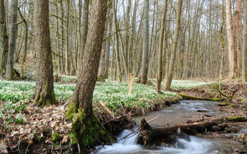 Lesní Plovárna B2: L'Eau, Plante, Arbre, Branche, Paysage Naturel, Bois, À Feuilles Caduques, Tronc, Suppression Des Plantes Ligneuses